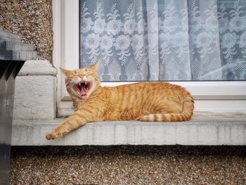 Portrait of cat yawning