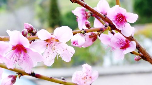 Close-up of pink cherry blossom