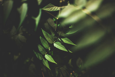 Plants on a hiking trail in the wilderness