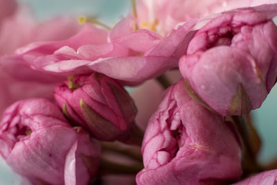 Macro fiew of sakura flower buds