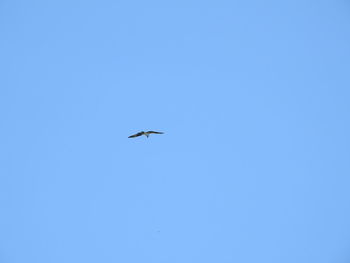 Low angle view of bird flying in sky