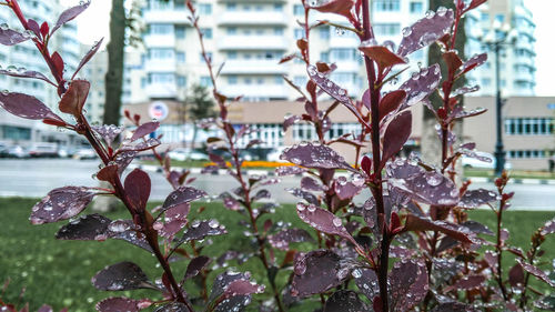 Close-up of snow covered plants against buildings