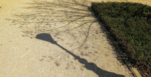 Shadow of people on road