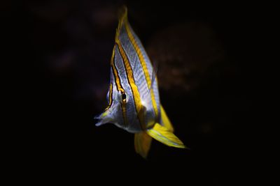 Close-up of fish swimming in aquarium