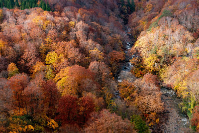 Autumn foliage scenery. aerial view of valley and stream in fall season. colorful forest trees