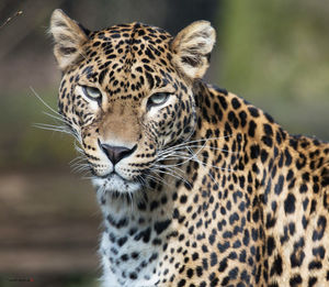 Close-up portrait of a wild animal
