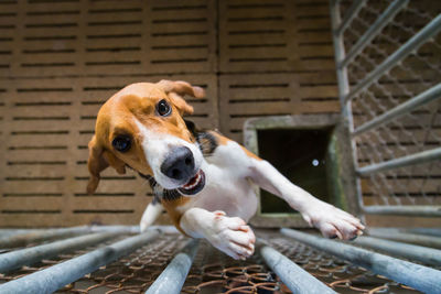 High angle view of dog rearing on fence