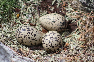 Close-up of animal eggs in nest