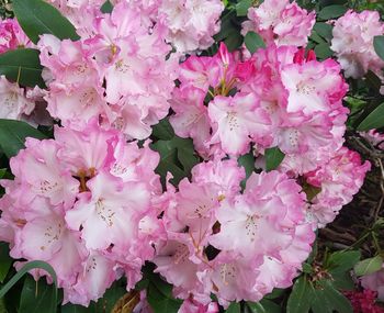 Close-up of pink flowers