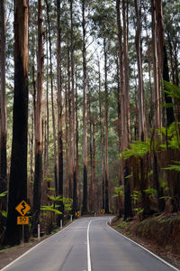 Empty road along trees in forest