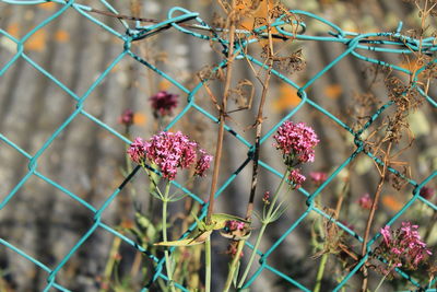 Flower behind a fence