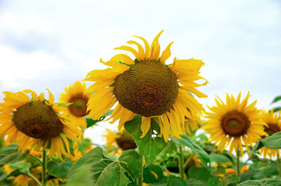 Sunflowers blooming on field against sky