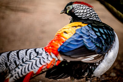 One male lady amherst's pheasant. portrait of chrysolophus amherstiae. beauty in nature.