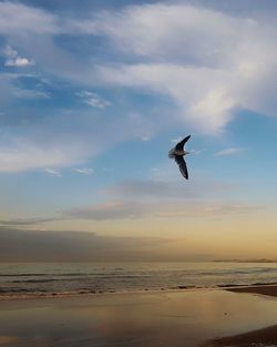 Bird flying over sea against sky