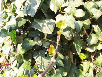 Close-up of fruits growing on tree