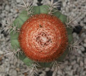 Close up of red flowers