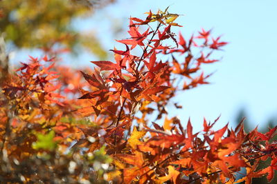 Low angle view of autumnal tree against sky