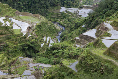 High angle view of trees and plants on field