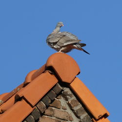 Low angle view of bird perching on roof against clear sky