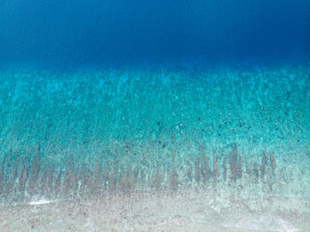 View of fish underwater