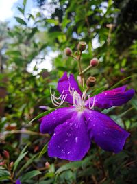 Close-up of water drops on pink flower