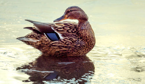 Close-up of a duck swimming in lake