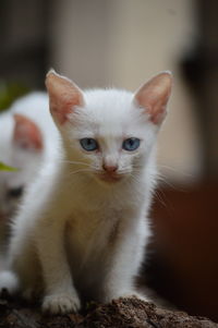 Close-up portrait of white kitten
