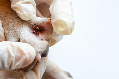 Close-up of a dog over white background