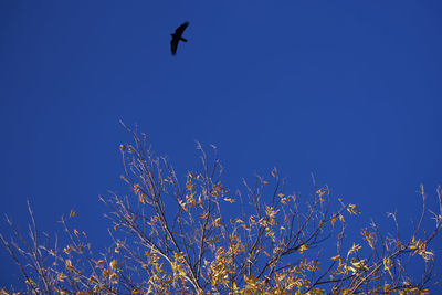 Low angle view of bird flying against blue sky