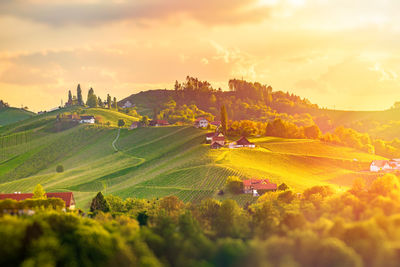 Scenic view of agricultural field against sky during sunset