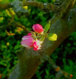 Close-up of pink flowering plant