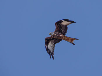 Low angle view of eagle flying against clear blue sky