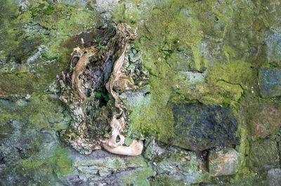 View of dead tree trunk