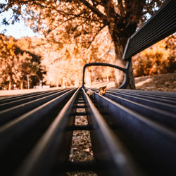 Surface level of railroad track along trees