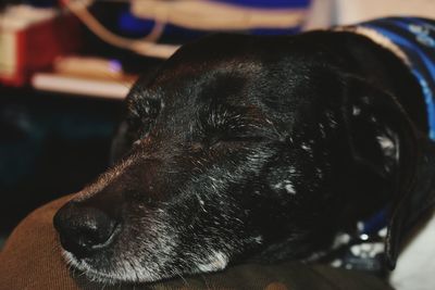 Close-up of dog sleeping