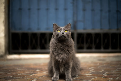 Portrait of cat sitting outdoors