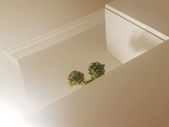 High angle view of potted plant against wall at home