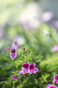 Close-up of pink flowers