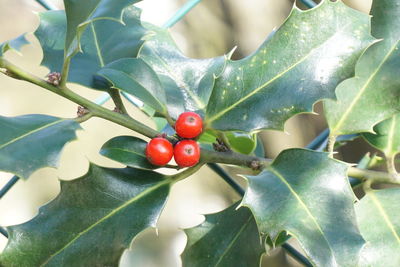 Close-up of red berries