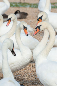 View of swans