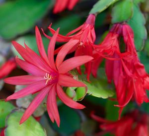 Close-up of red flowers blooming outdoors