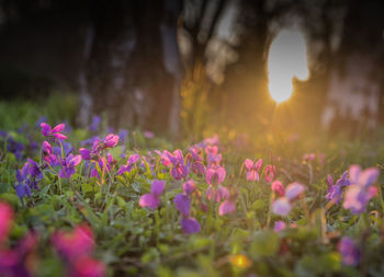 Close-up of purple crocus flowers growing on field