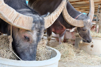 Close-up of buffaloes eating hay at barn
