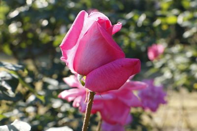 Close-up of pink flower