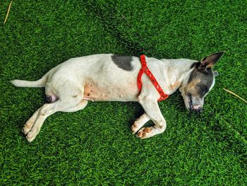 Puppy sleeping on the floor of a wonderful villa in hoi an vietnam. 