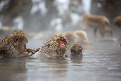 Monkey in a lake