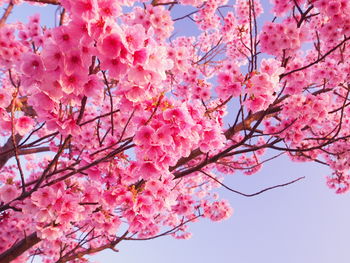 Low angle view of pink cherry blossoms in spring