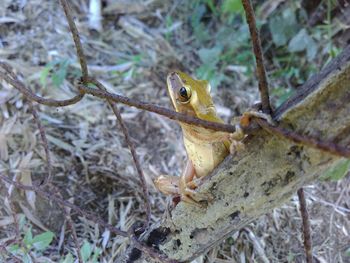 Close-up of lizard on branch