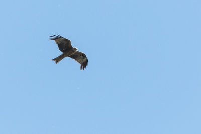 Low angle view of eagle flying in sky