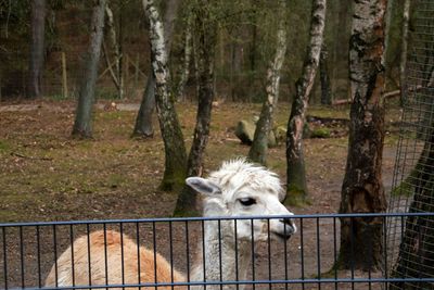 Portrait of a sheep in a forest